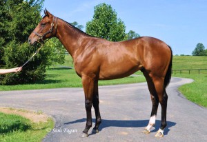 Noble Tune News: Colt Sells For $625 000 At Keeneland