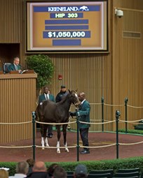 Noble Tune’s Weanling Tapit Half-Brother Sells for Over $1million