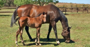 Backworth Mare Produces Two Speedster Record Holders