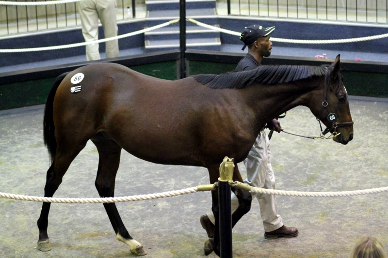 Rathmor Dominate as KZN-Bred Sells For R1,7 Million, Mwetwood Sell First Lot