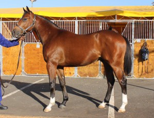 Hadlow Stud At The KZN Yearling Sale