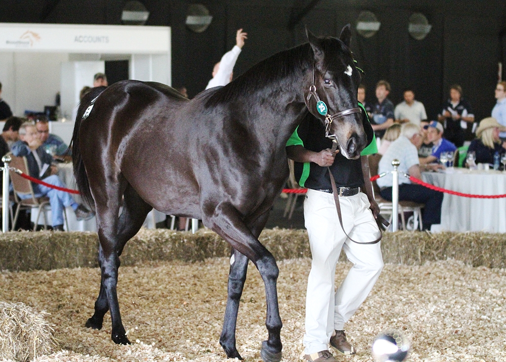 Rathmor Dominate Day 1 Of KZN Yearling Sale