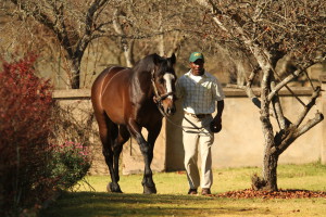 Watch The Capetown Noirs - Black Type From First Runner!