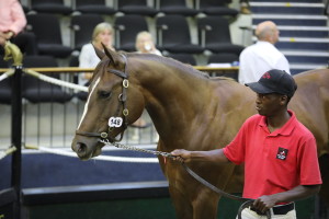 KZN At The National Yearling Sale 2019