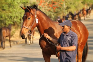 THE FORT STUD STRONGLY REPRESENTED AT KZN SALE