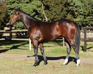 QUALITY AND QUANTITY TO BE FOUND IN SPRING VALLEY KZN SALE DRAFT
