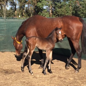 Yellow Star Welcome Foals Of 2018