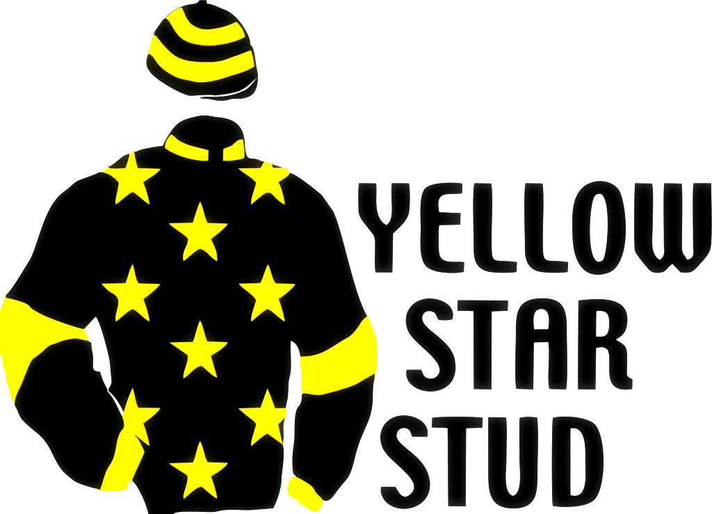 YELLOW STAR TO OFFER FIVE AT KZN SALE