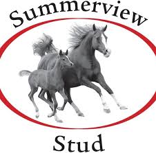 SUMMERVIEW STUD DOUBLY REPRESENTED AT 2YO SALE