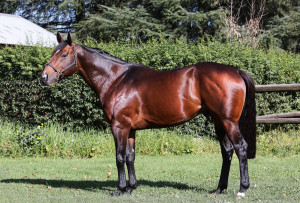 Bush Hill Stud Welcome New Predator (AUS) To Stallion Ranks