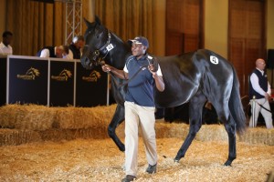 Hadlow Top #kznbreds Sold On Day 1 KZN Yearling Sale