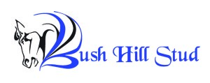 BUSH HILL STUD OFFER 12 LOTS AT 2YO SALE