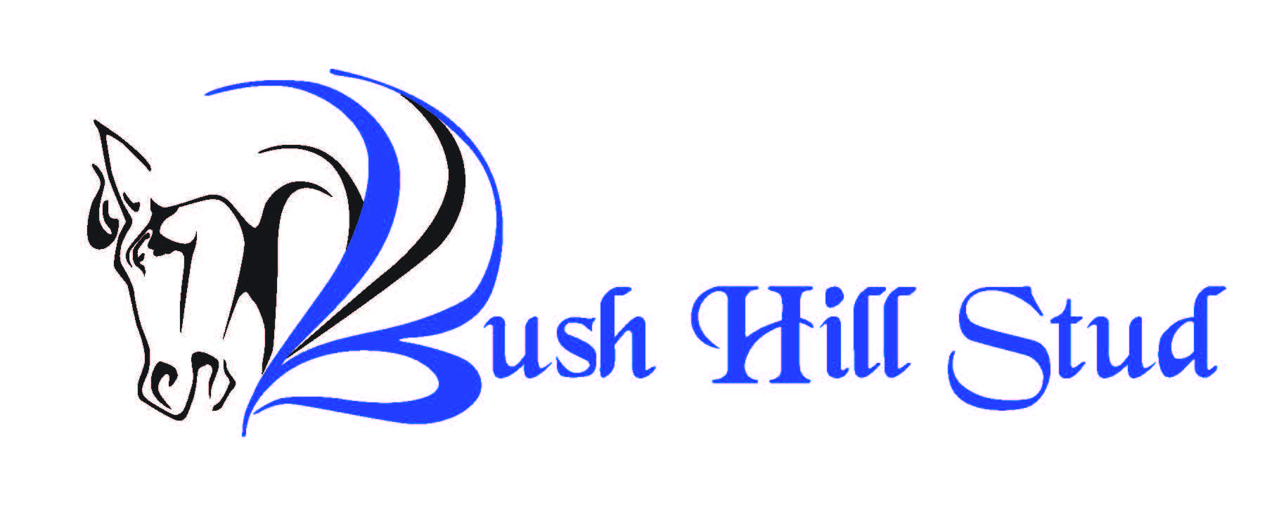 BUSH HILL STUD OFFER 12 LOTS AT 2YO SALE