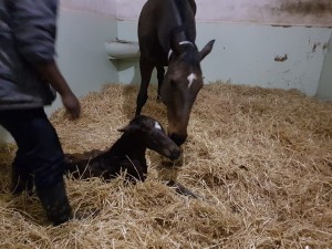 Summerview Welcome First Foal Of The Season