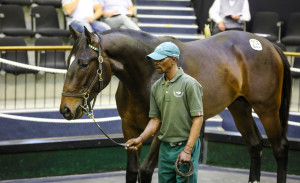 Spring Valley Top #kznbreds at N2YO Sale