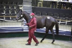 PIEMONTE TO OFFER WELL BRED DRAFT AT NATIONAL SALE