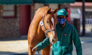 #KZNbreds at the National 2YO Sale