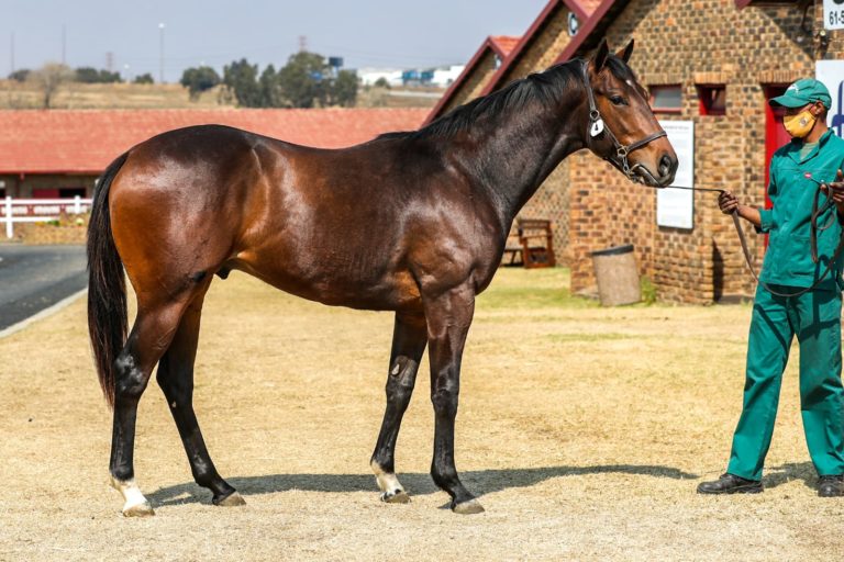 Blue Sky Thoroughbreds Top Day One Of KZN-breds At August Sale