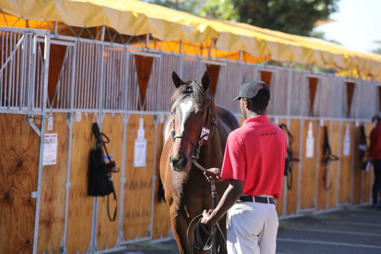 KZN YEARLING SALE CATALOGUE NOW ONLINE