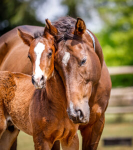 Foals At Blue Sky Thoroughbreds