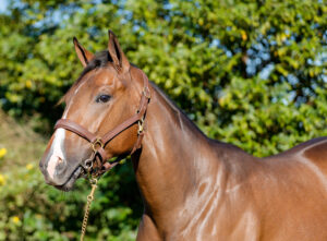 <strong>SUMMERVIEW STUD TO SHINE AT NATIONAL SALE</strong>