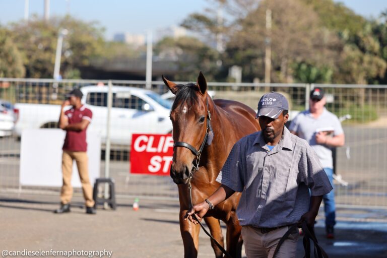 HADLOW STUD TO OFFER SUPER SEVEN AT KZN SALE