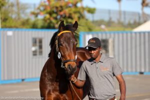 QUALITY THE KEY FOR GRACE STABLES