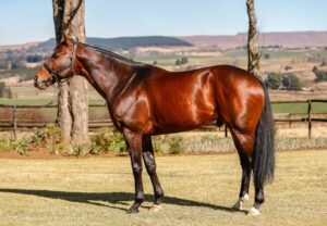 Eden Roc Gr1 Sibling Syndicated For Stud