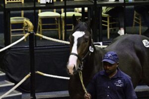 BOOM BOOM: FIREWORKS AND NEW HIGHS AT 2024 NATIONAL YEARLING SALES