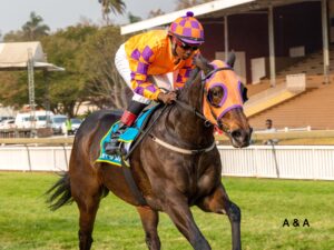 FIRST KZN BRED WINNER AT SCOTTSVILLE: FLYING THE STAR.