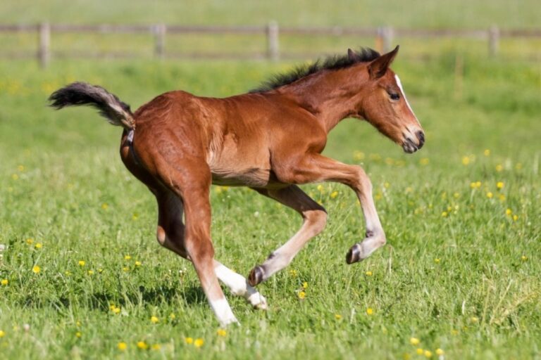 ITS IN THE GUT: FOAL GUT HEALTH