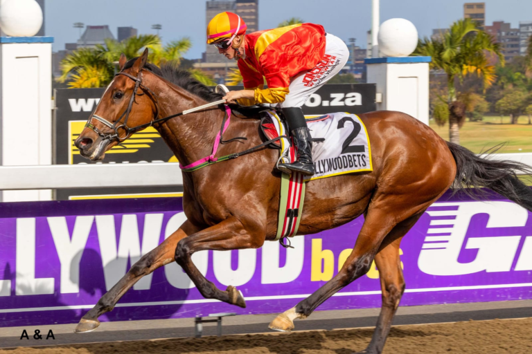 FIRST KZN BRED WINNER AT GREYVILLE: PIRATE PRINCE