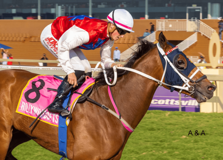 KZN BRED WINNER – AFRICAN DUSK