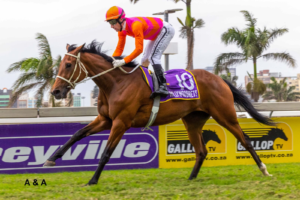 ITS A KZN BRED WINNER – QUEEN AMINA, HOLLYWOODBETS GREYVILLE