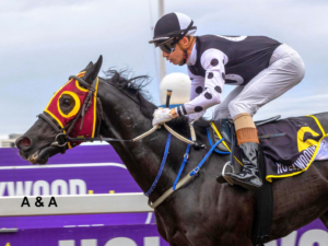 FIRST KZN BRED WINNER AT HOLLYWOODBETS GREYVILLE – CAPPELINO