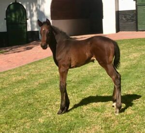 MORE KZN BRED FOALS 2024