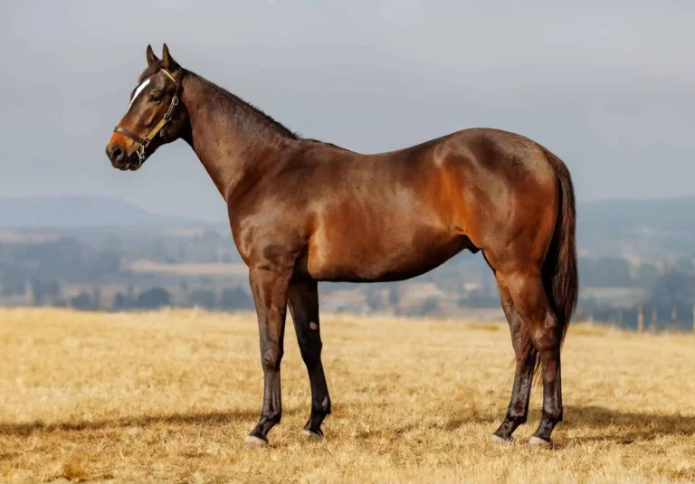 KZN BREEDERS AT THE NATIONAL 2YR OLD SALE